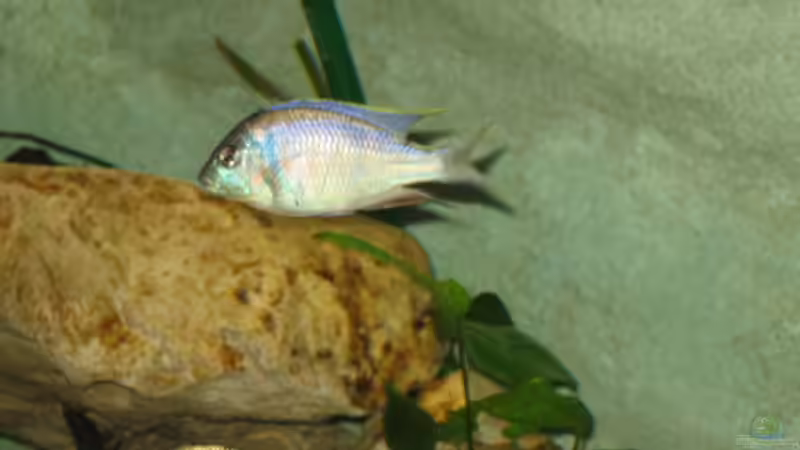 Besatz im Aquarium Becken 5165 von Thomas Leeb (21)