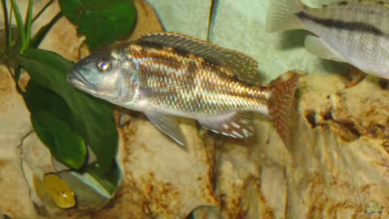 Besatz im Aquarium Becken 5165 von Thomas Leeb (22)