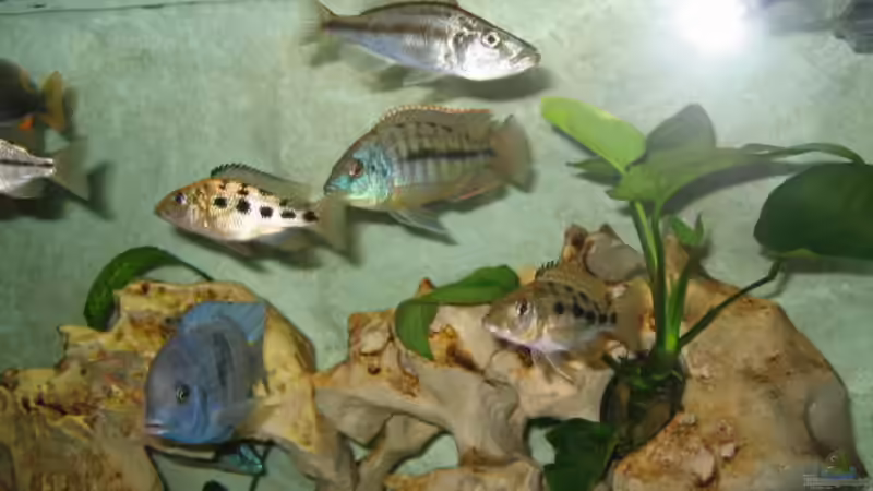 Besatz im Aquarium Becken 5165 von Thomas Leeb (23)