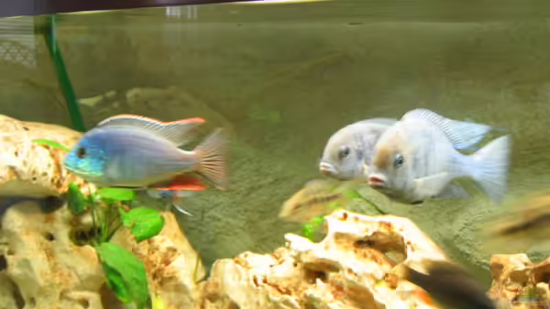 Besatz im Aquarium Becken 5165 von Thomas Leeb (24)