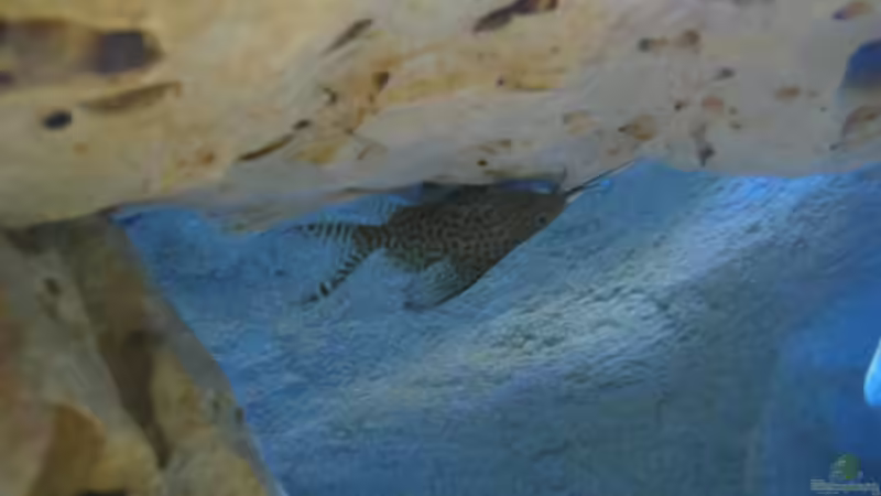 Besatz im Aquarium Becken 5165 von Thomas Leeb (25)