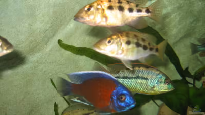 Besatz im Aquarium Becken 5165 von Thomas Leeb (26)