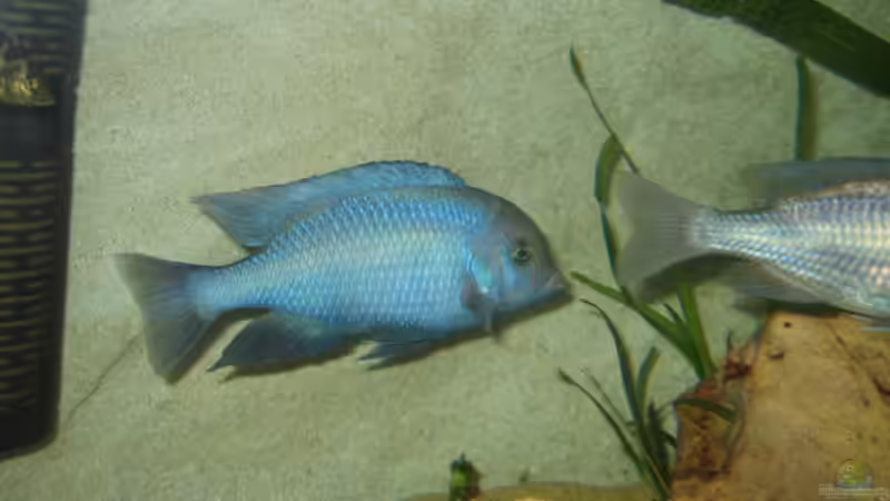 Besatz im Aquarium Becken 5165 von Thomas Leeb (28)