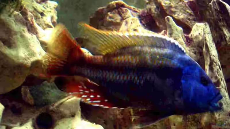 Besatz im Aquarium Becken 5165 von Thomas Leeb (30)