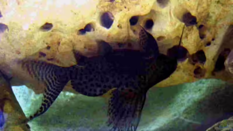 Besatz im Aquarium Becken 5165 von Thomas Leeb (31)