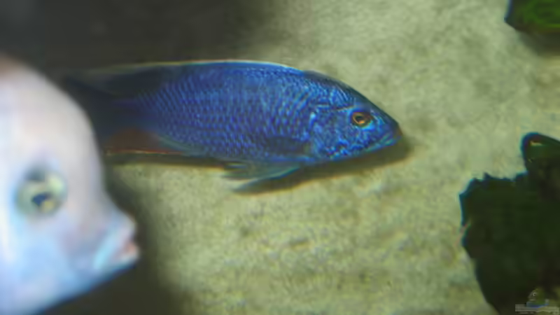 Besatz im Aquarium Becken 5165 von Thomas Leeb (35)