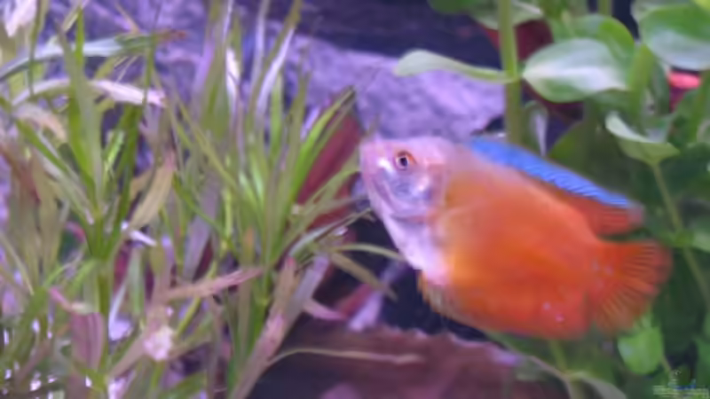 Besatz im Aquarium Becken 5173 von Maik Gisselmann (3)