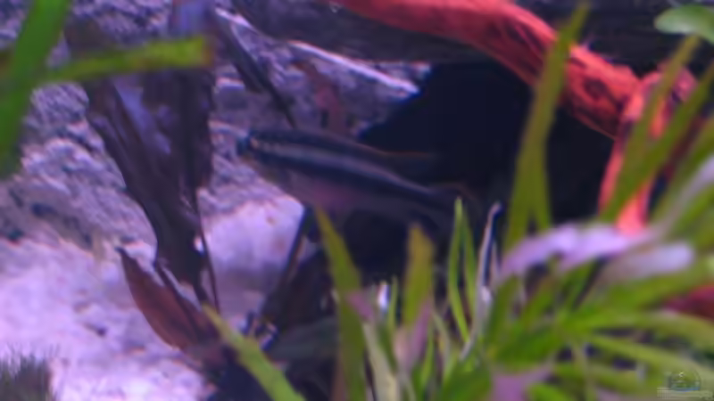 Besatz im Aquarium Becken 5173 von Maik Gisselmann (4)