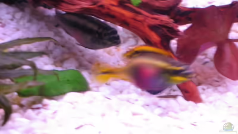 Besatz im Aquarium Becken 5173 von Maik Gisselmann (5)