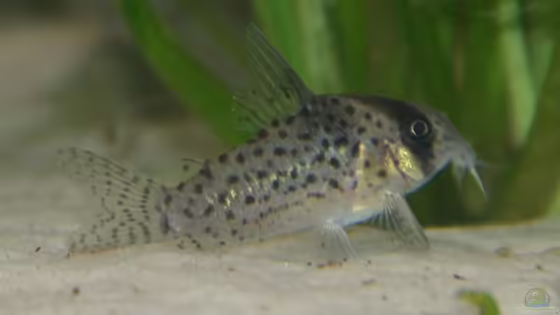 Besatz im Aquarium Becken 5180 von Martin Orendi (13)