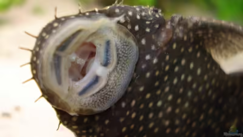 Besatz im Aquarium Becken 5180 von Martin Orendi (14)