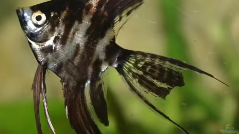 Besatz im Aquarium Becken 5180 von Martin Orendi (15)