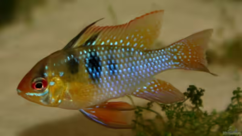 Besatz im Aquarium Becken 5180 von Martin Orendi (18)