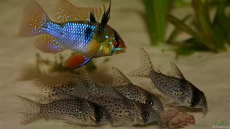 Besatz im Aquarium Becken 5180 von Martin Orendi (19)