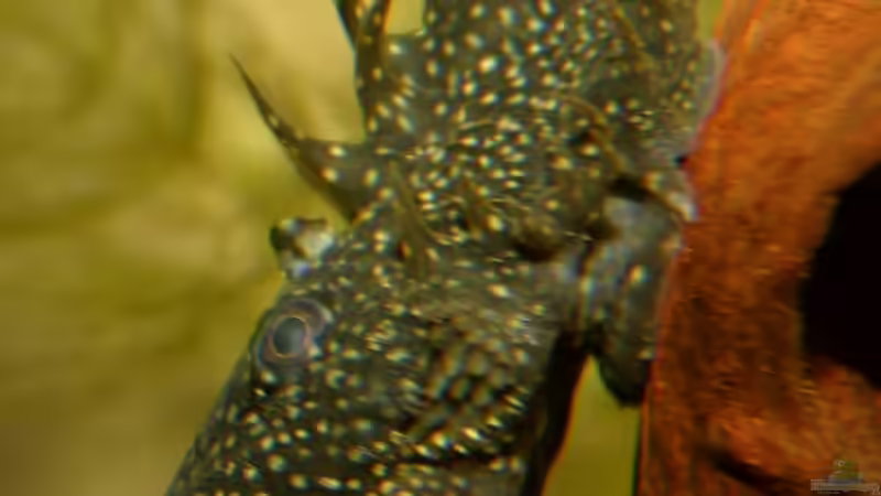 Besatz im Aquarium Becken 5180 von Martin Orendi (20)