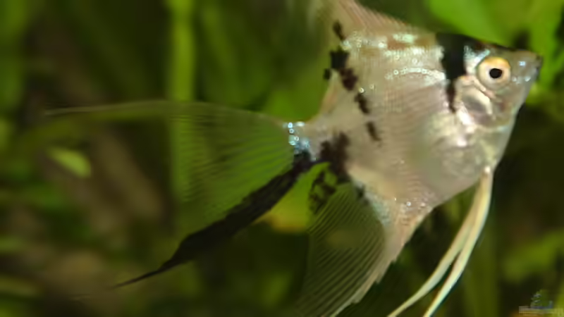 Besatz im Aquarium Becken 5180 von Martin Orendi (21)