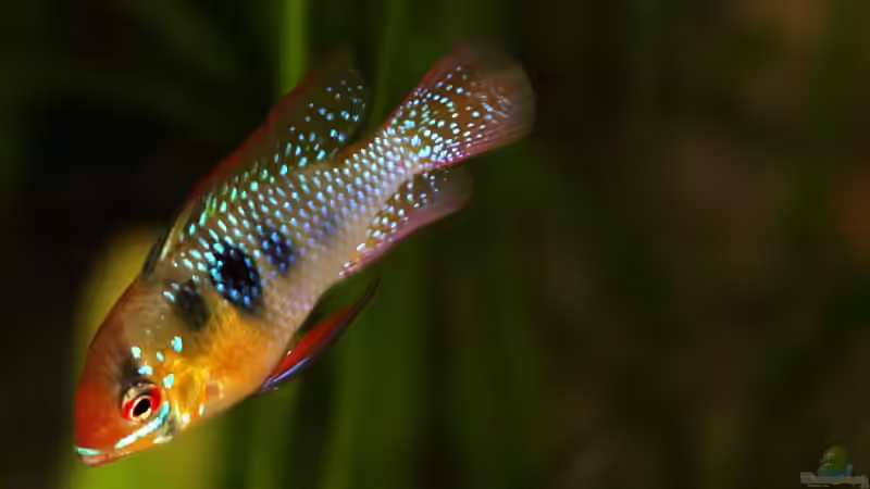 Besatz im Aquarium Becken 5180 von Martin Orendi (22)