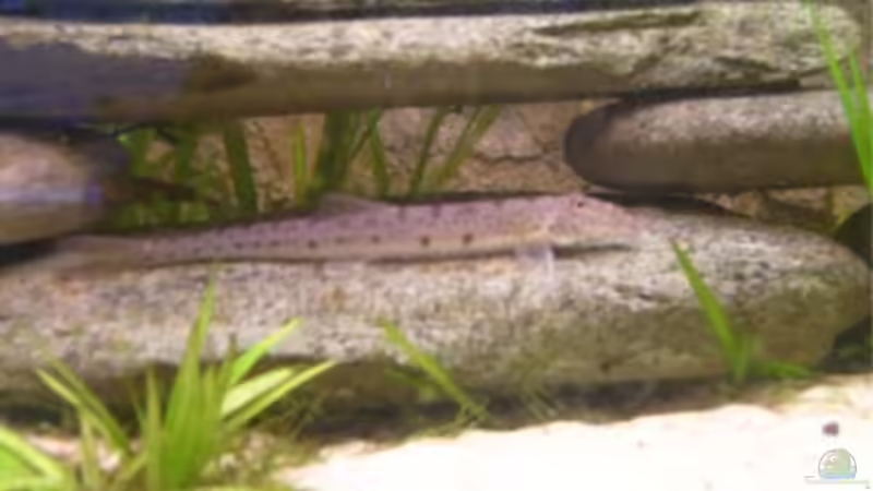 Besatz im Aquarium Becken 5182 von Alexander Kuhnhardt (19)