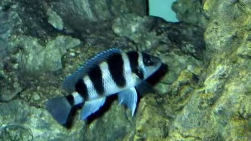 Besatz im Aquarium Becken 5187 von Thomas Mörschel (10)