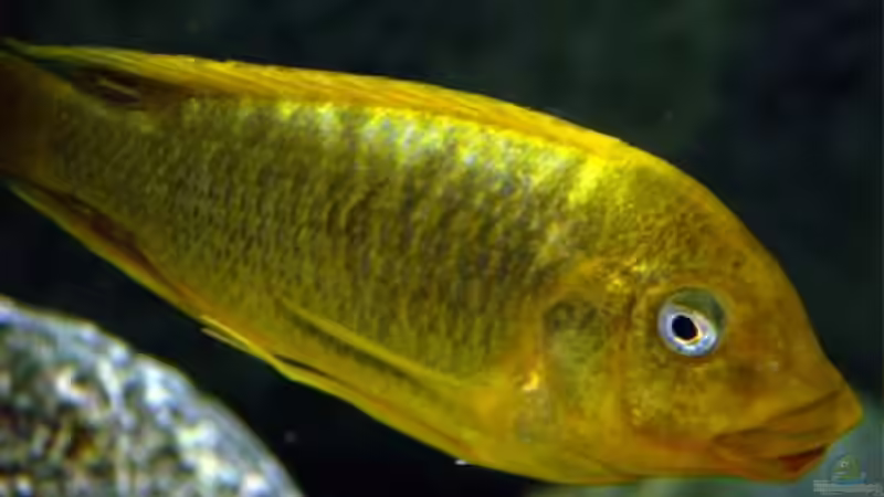 Besatz im Aquarium Becken 5187 von Thomas Mörschel (6)