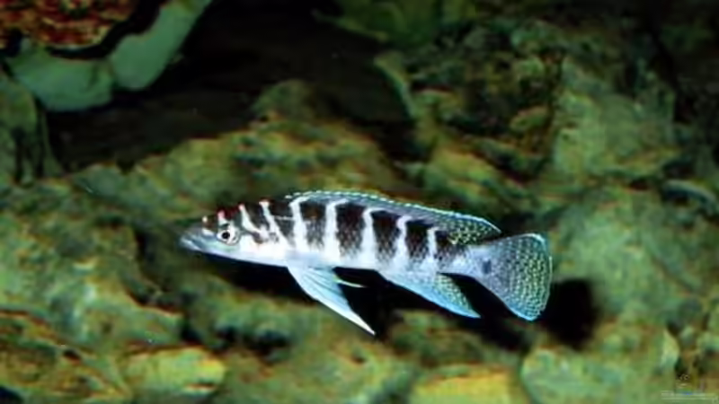 Besatz im Aquarium Becken 5187 von Thomas Mörschel (7)