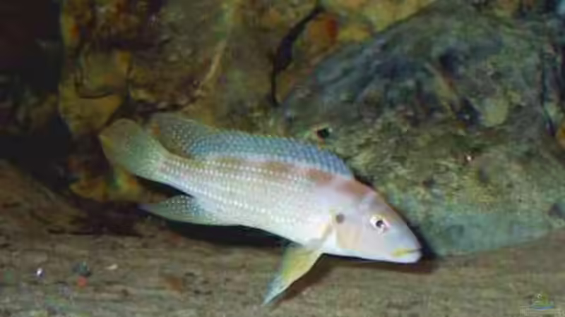 Besatz im Aquarium Becken 5187 von Thomas Mörschel (8)