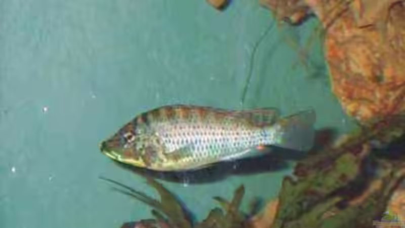 Besatz im Aquarium Becken 5187 von Thomas Mörschel (9)