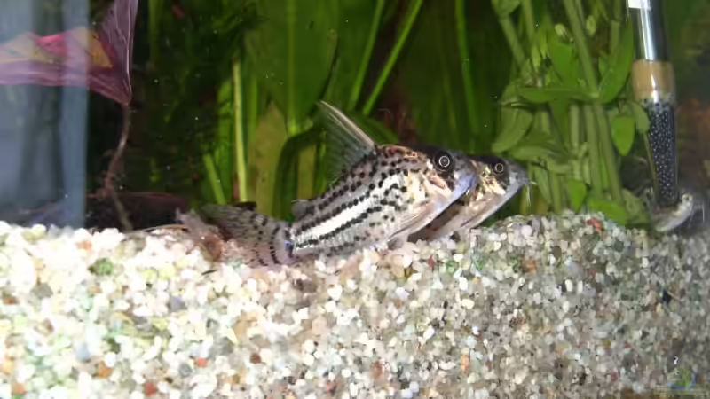 Besatz im Aquarium Becken 5192 von Ralf Suffrian (4)