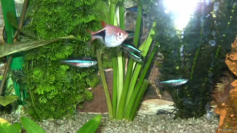 Besatz im Aquarium Becken 5192 von Ralf Suffrian (5)