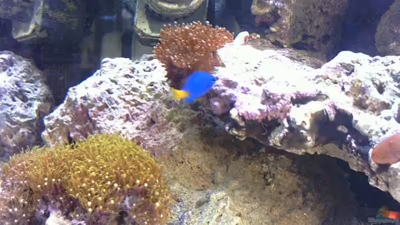 Besatz im Aquarium Becken 5200 von Benjamin Burzlaff (3)