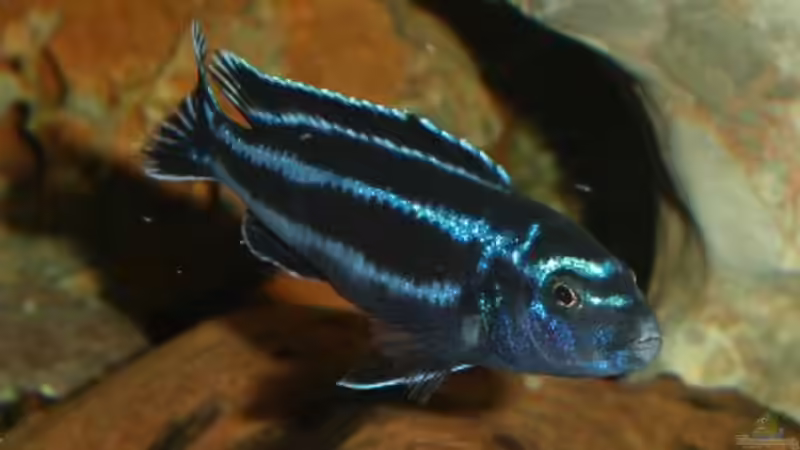 Besatz im Aquarium Becken 522 von Rihtarsic Bojan (10)