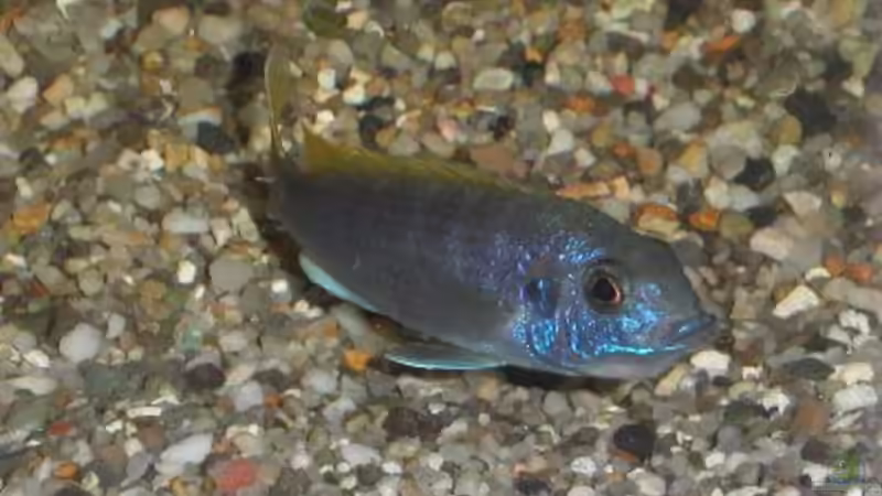 Besatz im Aquarium Becken 522 von Rihtarsic Bojan (11)