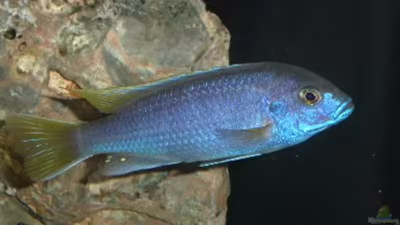 Besatz im Aquarium Becken 522 von Rihtarsic Bojan (12)