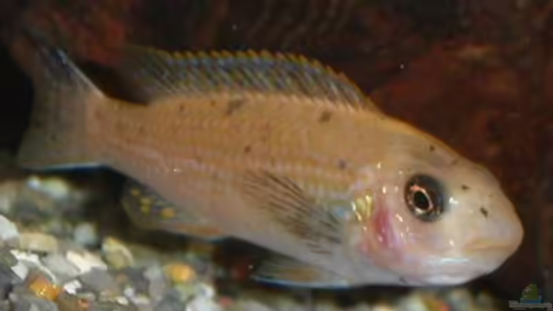 Besatz im Aquarium Becken 522 von Rihtarsic Bojan (3)