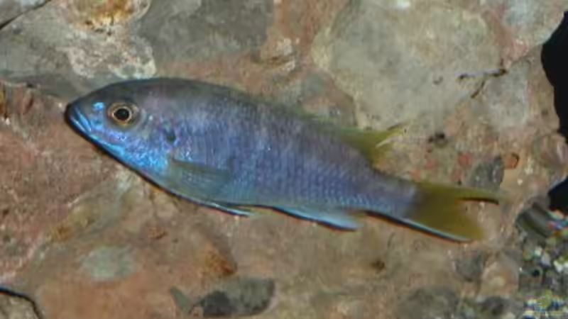 Besatz im Aquarium Becken 522 von Rihtarsic Bojan (4)