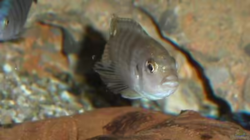 Besatz im Aquarium Becken 522 von Rihtarsic Bojan (5)