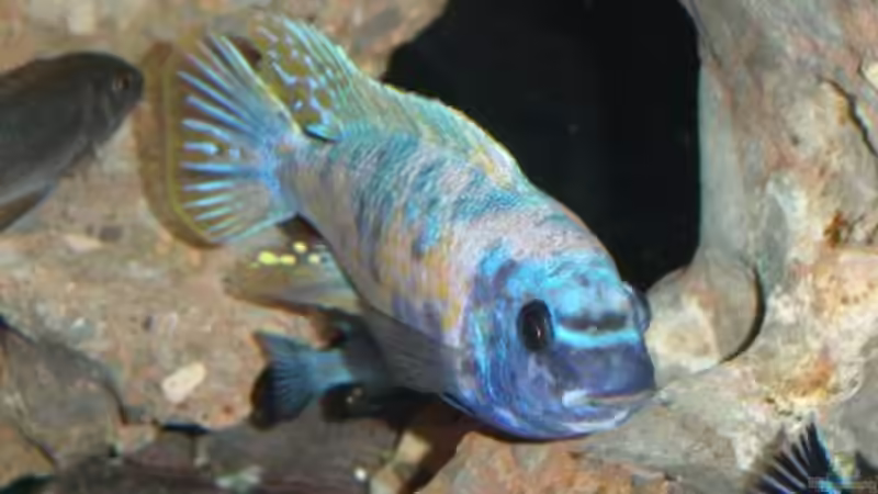 Besatz im Aquarium Becken 522 von Rihtarsic Bojan (6)