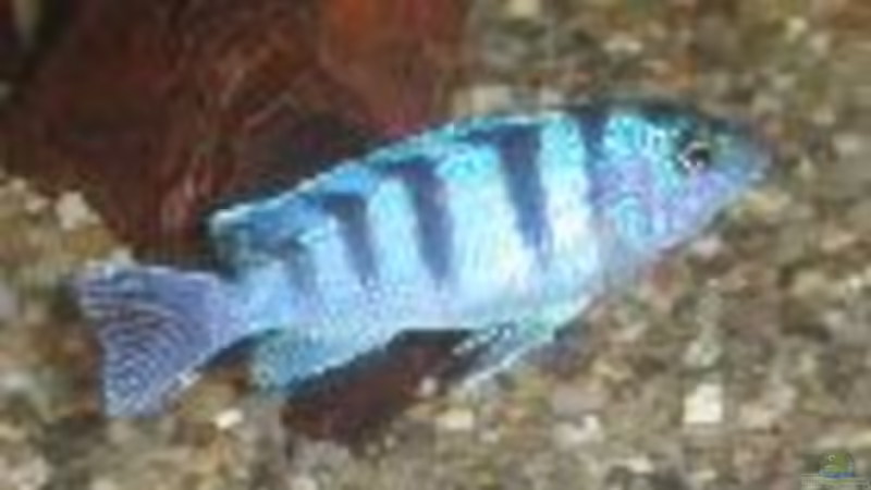 Besatz im Aquarium Becken 522 von Rihtarsic Bojan (7)