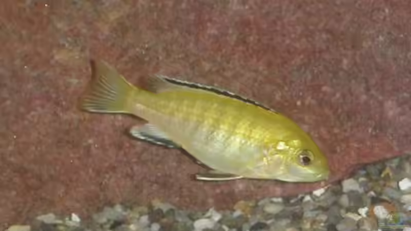 Besatz im Aquarium Becken 522 von Rihtarsic Bojan (9)