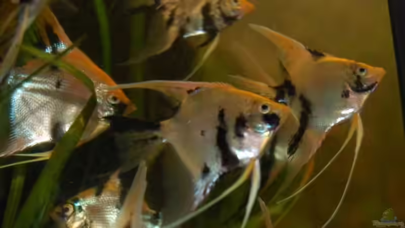 Besatz im Aquarium Becken 5231 von Irene Kotowski (10)