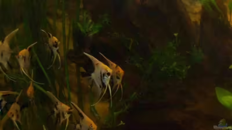 Besatz im Aquarium Becken 5231 von Irene Kotowski (11)