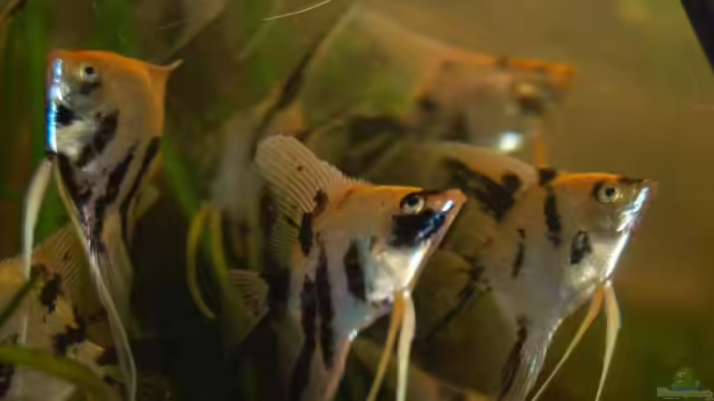 Besatz im Aquarium Becken 5231 von Irene Kotowski (12)