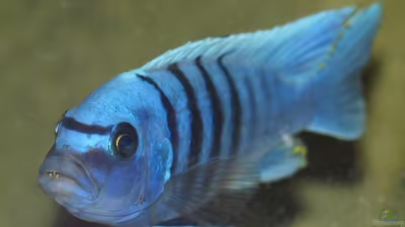 Besatz im Aquarium Becken 5244 von LISA (18)