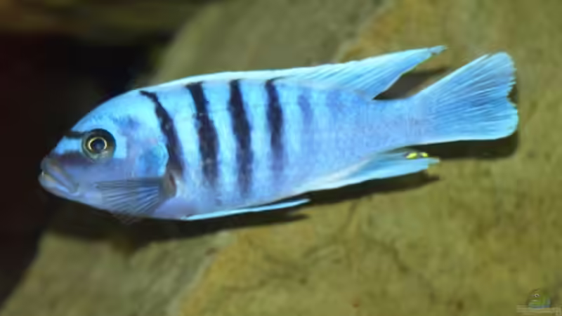 Besatz im Aquarium Becken 5244 von LISA (20)