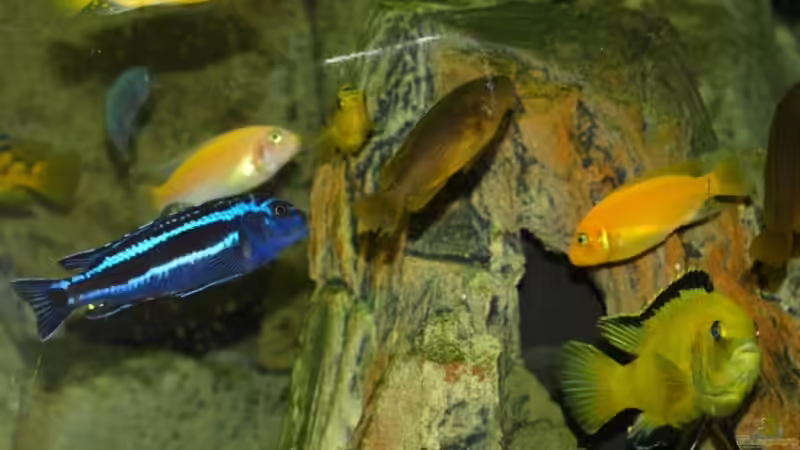 Besatz im Aquarium Becken 5244 von LISA (21)