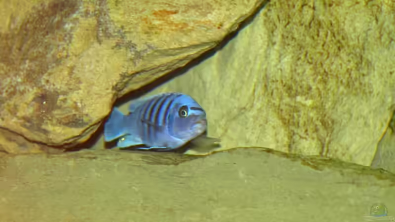 Besatz im Aquarium Becken 5244 von LISA (24)