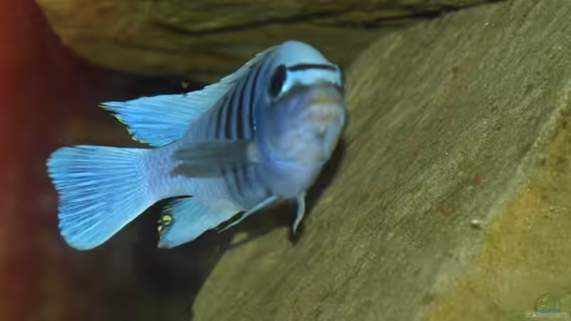 Besatz im Aquarium Becken 5244 von LISA (25)