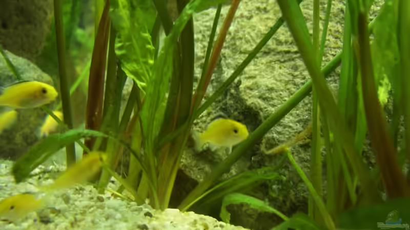 Besatz im Aquarium Becken 5250 von various77 (10)