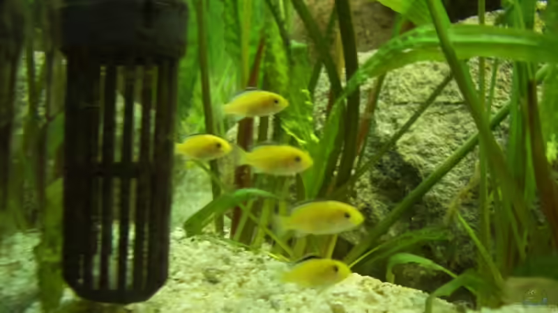 Besatz im Aquarium Becken 5250 von various77 (7)