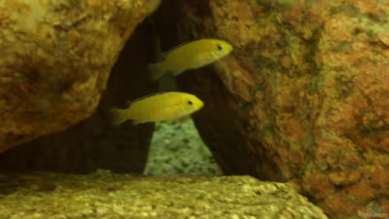 Besatz im Aquarium Becken 5250 von various77 (8)